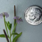 A hairy willowweed with flowers and placed beside a U.S. dime for scale purposes