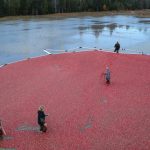 A Maine cranberry harvest from 2009