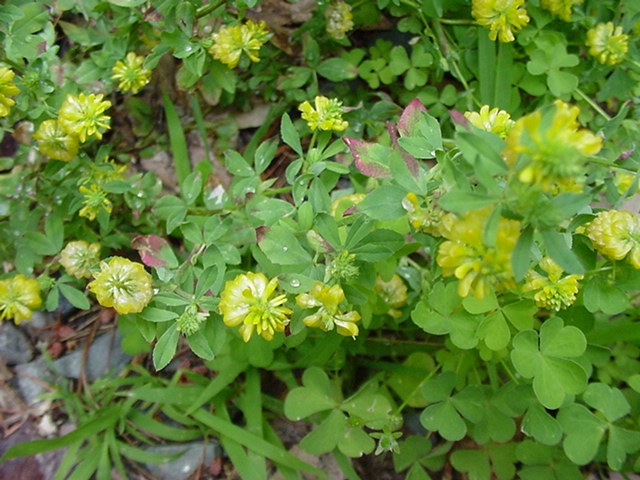 A patch of Hop Clover in bloom, viewed from above.