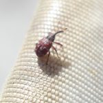 A Cranberry Weevil resting on the rim of a 12"-diameter insect sweep net.