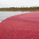 Cranberry harvest in downeast, Maine - 2009