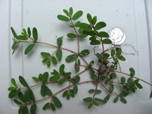 Photo of a prostrate spurge plant with a U.S. dime for scale purposes