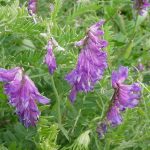 A patch of tufted vetch in bloom in Maine