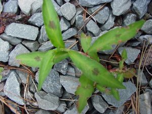 Stem and leaves of a young smartweed (ladysthumb) plant