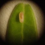 Cranberry tipworm 3rd-instar larva