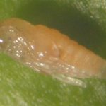 A Cranberry tipworm pupa removed from its cocoon