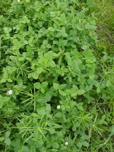 A patch of White Clover photographed on June 18th 2003 in Maine