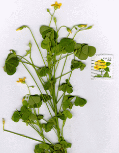 A flowering Yellow wood sorrel plant with a U.S. postage stamp for scale purposes.