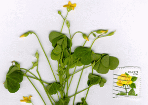 Flowers and leaves of a yellow wood sorrel plant next to a U.S. postage stamp for scale purposes.