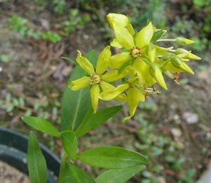 Upper portion of a flowering Yellow loosestrife plant growing in a cranberry bed