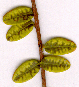 Maine cranberry leaves with Yellow Vine Syndrome, a nutritional imbalance related to plant stress believed to be water stress in particular