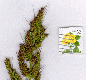 Another photo of the top (seed head) of some barnyard grass beside a U.S. postage stamp for scale purposes