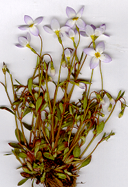 A clump of bluets as viewed from the side