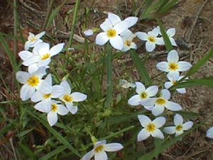 A clump of dainty wildflowers called bluets