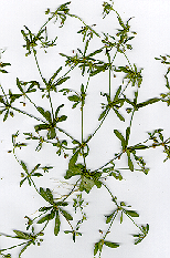 Photo showing several branching stems of a sprawling weed called Carpetweed