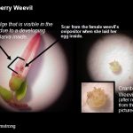 photos--with labels--showing a cranberry flower on the left, with an oviposition scar from a female weevil, plus a bulge in the flower pod where the developing weevil larva was, and then two photos on the right-hand side showing the actual weevil larva that was subsequently dissected out from the flower pod.