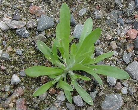 A young cudweed plant growing in a new cranberry bed