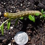 A fully-developed False Armyworm caterpillar on a cranberry stem and beside a U.S. dime for scale purposes