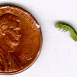 Photo showing a mid-sized false armyworm larva next to a US penny for scale purposes