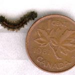 A mid-sized Gypsy Moth caterpillar beside a Canadian penny for scale purposes.