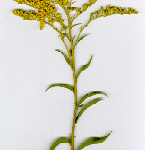 Image of a narrow-leaved goldenrod plant against an all-white background