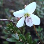 Closeup shot of a flowering white violet in a cranberry bed