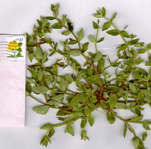 Thyme-leaved Speedwell, presumably, with a postage stamp for scale purposes only