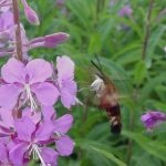 A sphinx/hummingbird moth drinking nectar from a fireweed flower (sphinx moths resemble small hummingbirds)