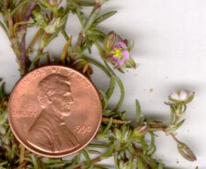 Closer view of a portion of a sandspurry plant with two opened flowers on it plus a U.S. penny for scale purposes