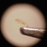 1st-instar cranberry tipworm larva perched atop the tip of a pair of forceps