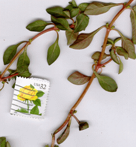 Water purslane plant with a U.S. postage stamp for scale purposes.