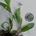 Two flowering white violet plants beside a U.S. dime for scale purposes.