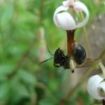 A species of solitary, ground-nesting bee pollinating a cranberry blossom