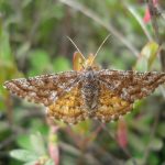 Cranberry Spanworm Moth (Ematurga amitaria) (7/8/2007) (Washington County, Maine)