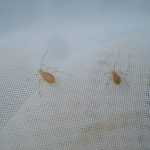A pair of aphids captured in an insect sweep net