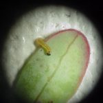 Blackheaded Fireworm larva on the underside of a cranberry leaf.