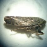 Greatly magnified view of a Blunt-nosed Leafhopper adult as viewed through a dissecting scope