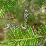 An adult Crane Fly resting on the tip of a balsam fir branch (adults do not feed, and the larvae feed primarily on decomposing organic matter)