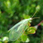 a Green Lacewing adult at the tip of a cranberry upright