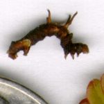 Closeup view of a Horned Spanworm larva beside the edge of a U.S. nickel and also a cranberry leaf, for scale purposes.