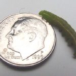 Humped Green Fruitworm beside a US dime for scale purposes (photographed in July)