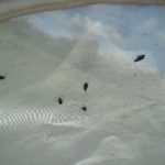 Several Red-headed Flea Beetles (Late August 2009) (inside a sweep net)