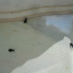 Three Red-headed Flea Beetles (Late August 2009) (inside a sweepnet)