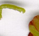 2nd photo of a green spanworm larva, next to the tip of a cranberry upright (for scale purposes)