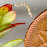 photo a of a yet-to-be-identified banded looper, next to a cranberry upright and a Canadian penny, for scale purposes