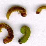 A macro photo showing four cranberry sawfly larvae.