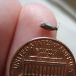 A Blackheaded Fireworm moth on the end of a person's finger and beside a U.S. penny for scale purposes.