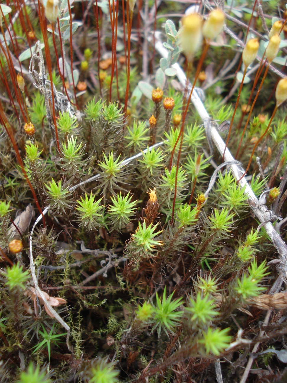 Haircap Moss - Cooperative Extension: Cranberries - University of Maine