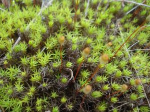 A clump of Hair-cap moss, photographed 05/27/2010