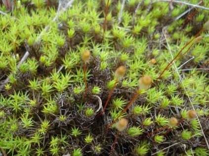 Haircap Moss - Cooperative Extension: Cranberries - University of Maine ...